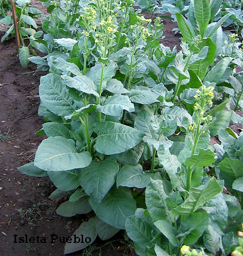 1000 Isleta Pueblo rustica Tobacco Seeds – Nic. Rustica Tobacco – Sacred Tobacco