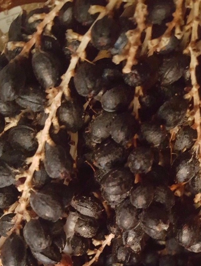 75+ Seeds Washingtonia Filifera California Fan Palm #03, Fresh 2023 Seeds