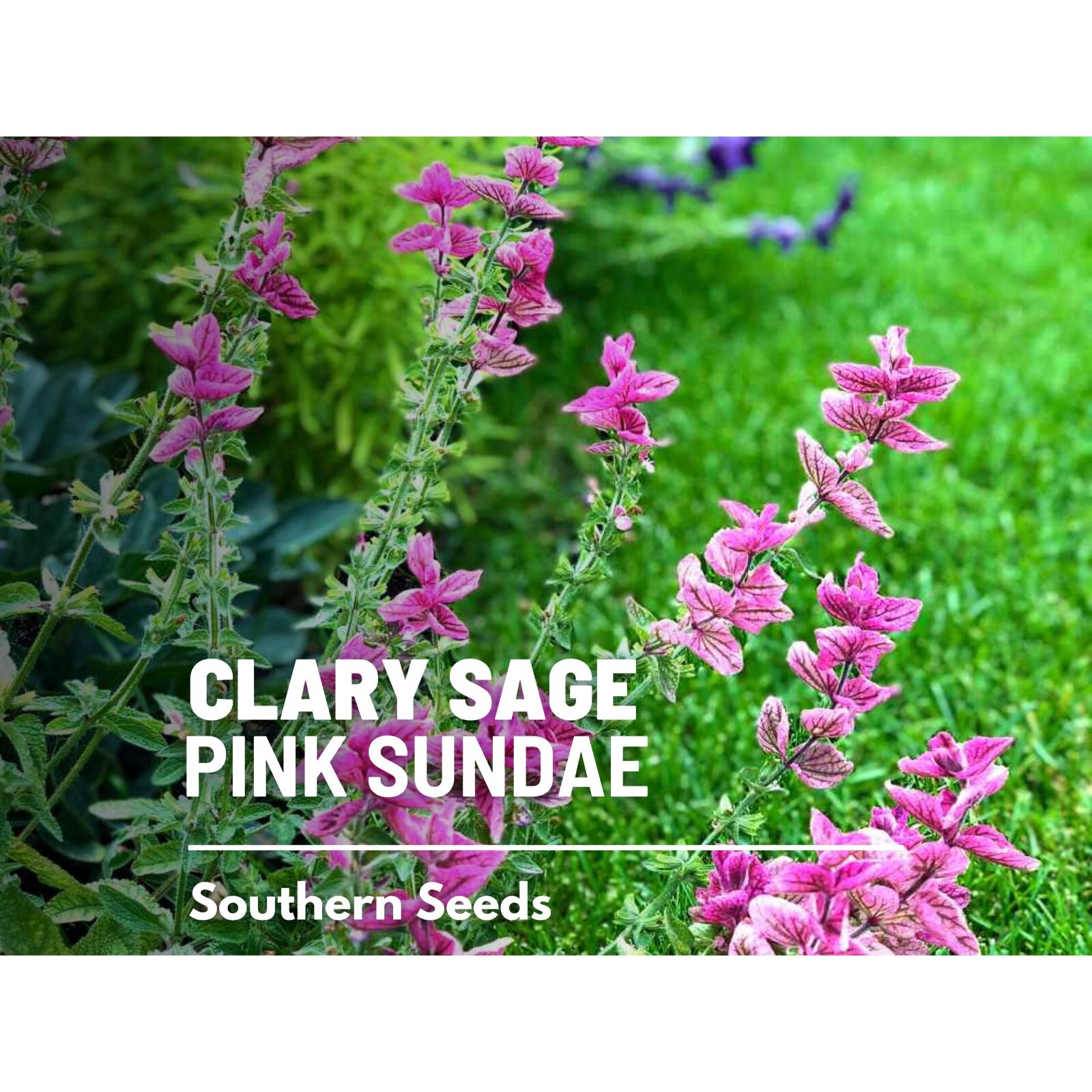 Clary Sage, Pink Sundae – 50 Seeds – Heirloom Herb, Medicinal Plant, Easy to Gro