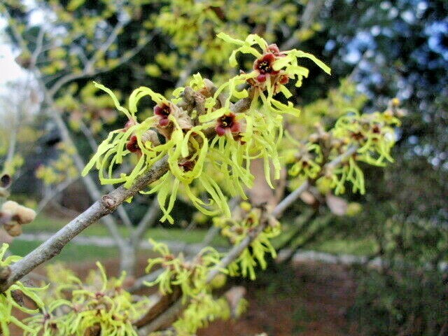 10 MOONLIGHT WITCH HAZEL SEEDS – Hamamelis x intermedia ‘Moonlight’