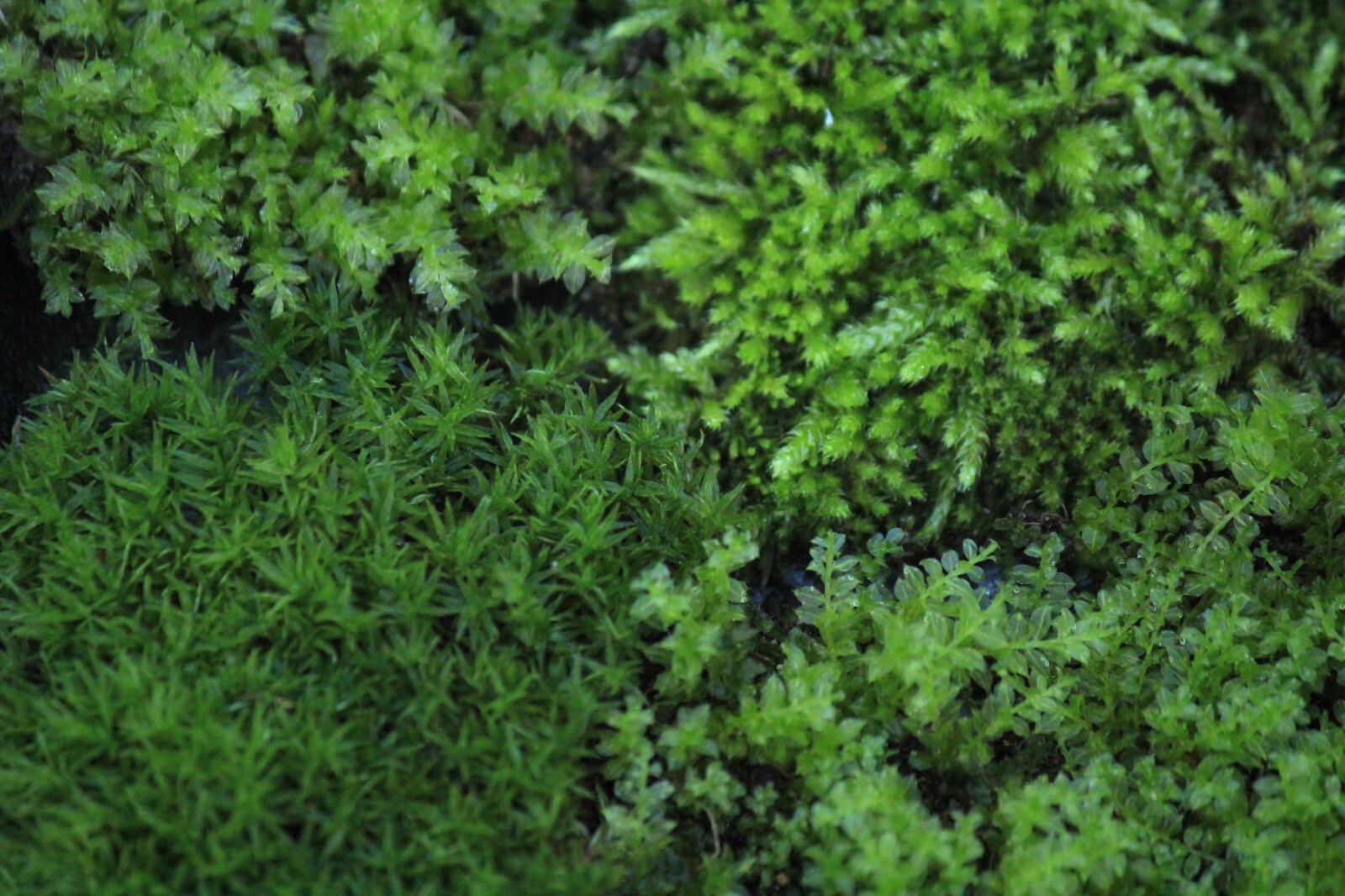 Live Moss -Top 3 Favorites Mix -FEATHER -SMALL STAR -GEM THYME Terrarium 48″ sq.