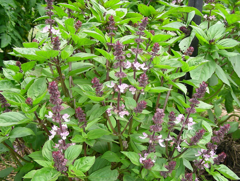 500 Anise Persian Basil Ocimum basilicum Herb Black Licorice Flavor