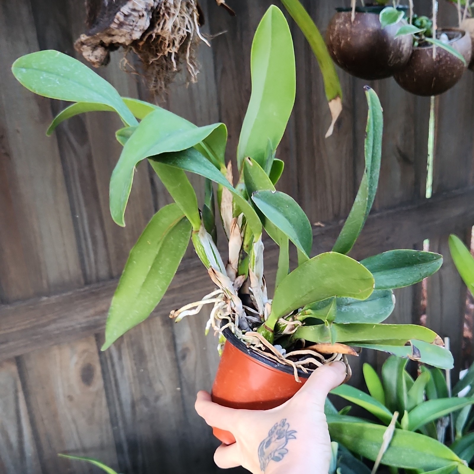 Laeliocattleya Maria Fragrant Purple Live Blooming size orchid plant