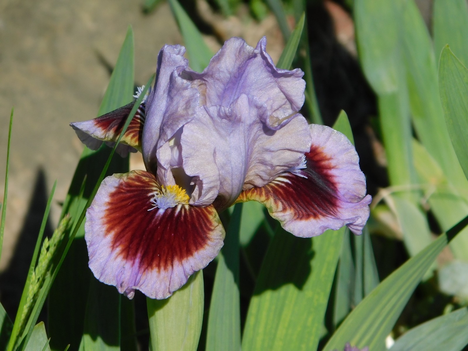 Standard Dwarf Bearded Iris GOING IN CIRCLES LOT OF 5