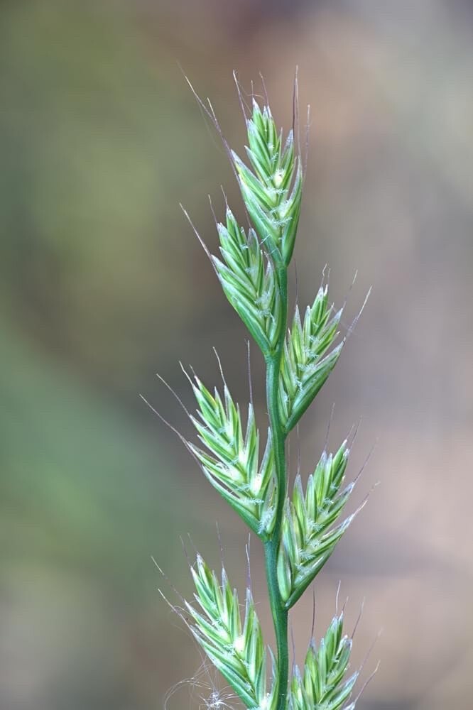 Italian Rye Grass Seeds for Planting – Lolium multiflorum
