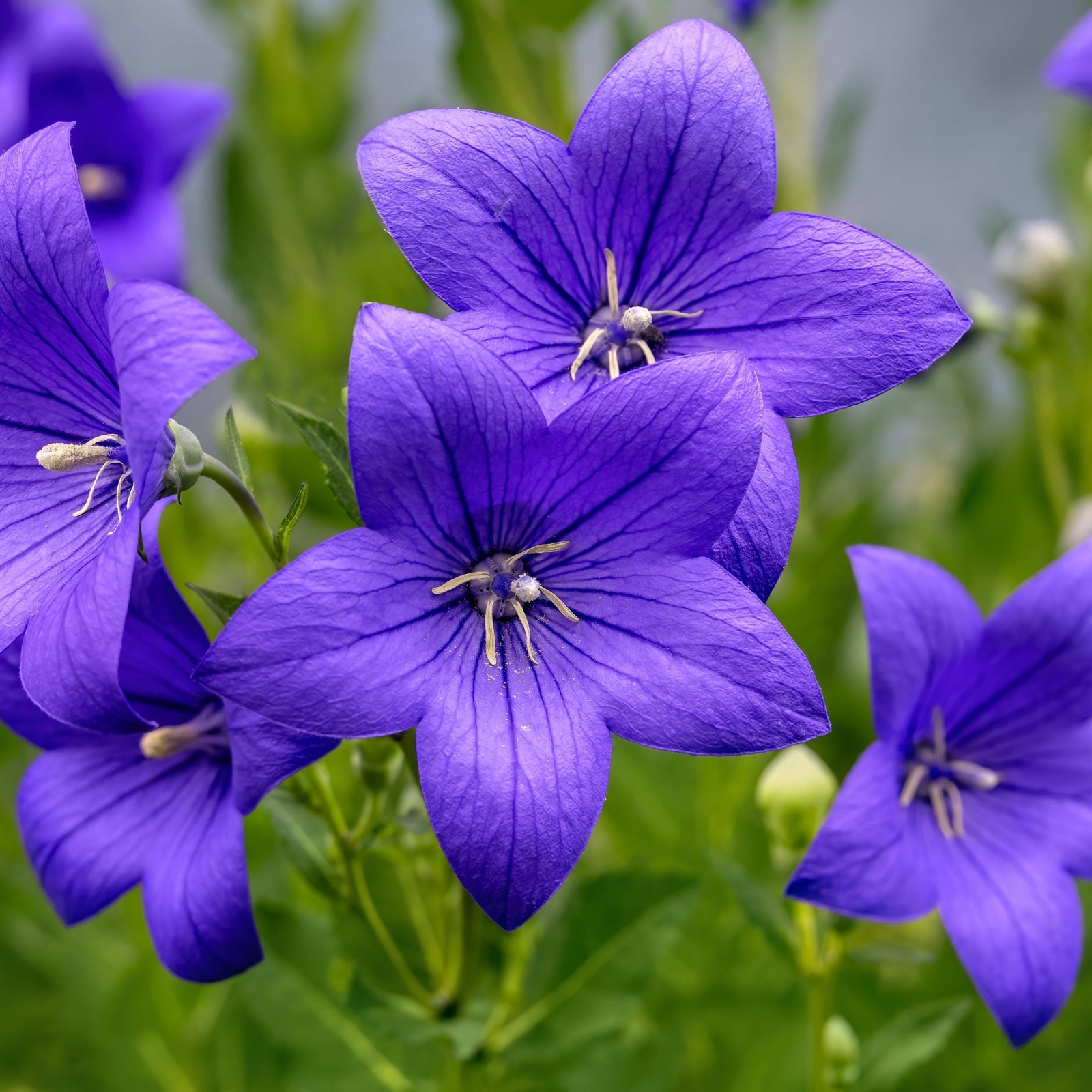Platycodon Astra Blue 2 Potted Plants Rooted in Quart Pots, Easy to Grow