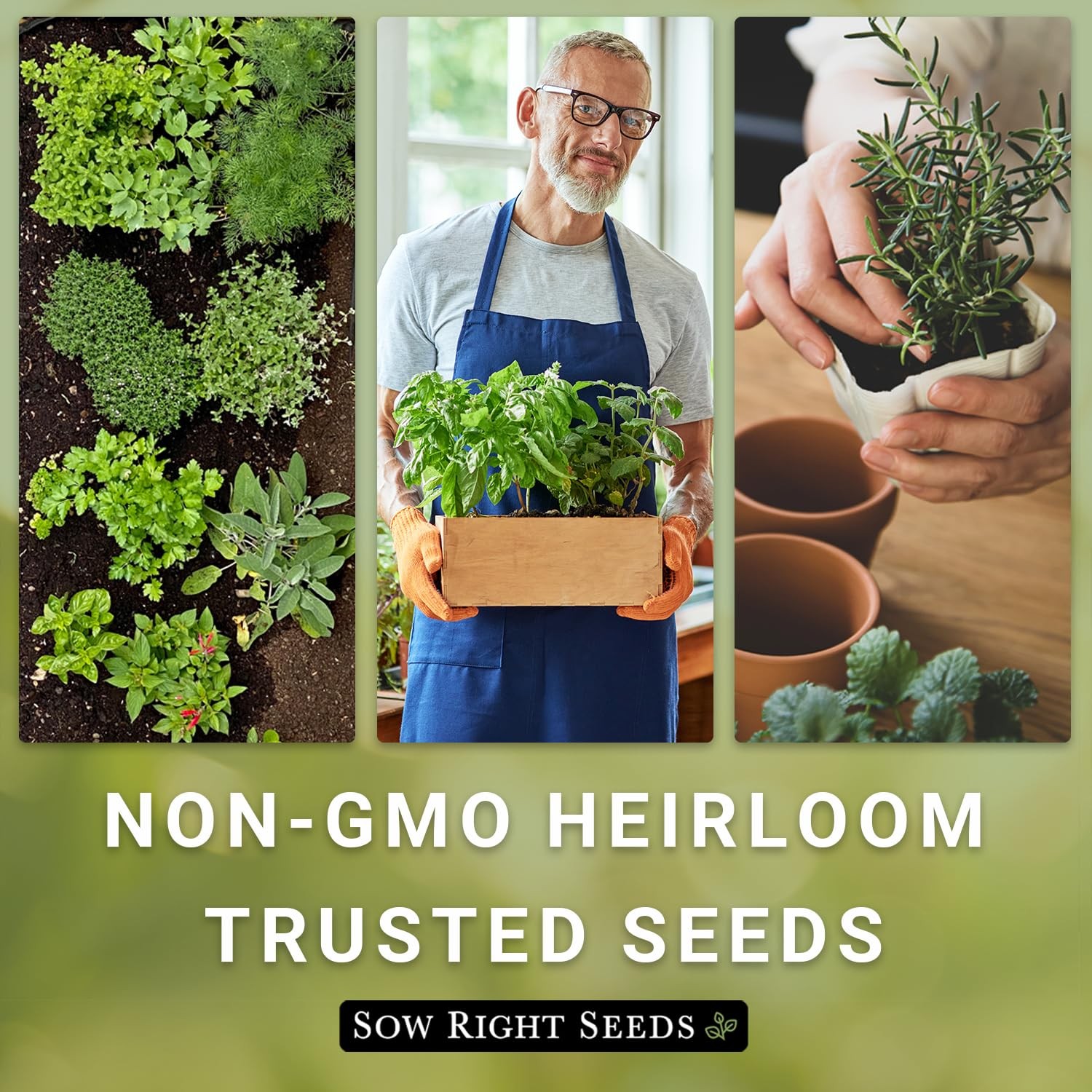 Sow Right Seeds – Mint for Planting – Non GMO Heirloom Perennial