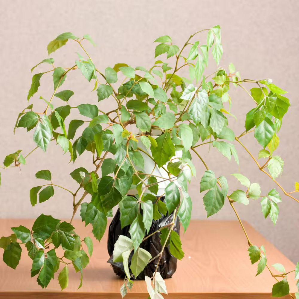 6 In. Cissus Rhombifolia Grape Leaf Plant in Grower Container