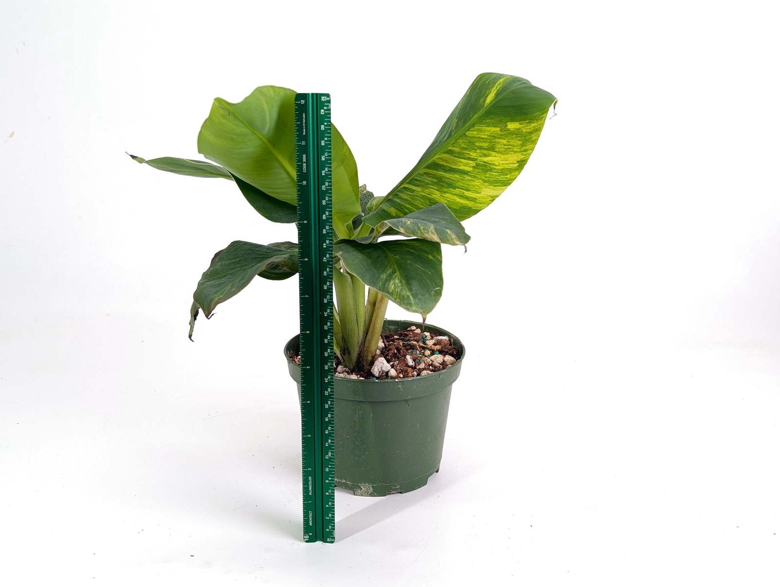 Variegated Dwarf Cavendish Banana Tree – Rare Exotic Tropical Indoor Houseplant