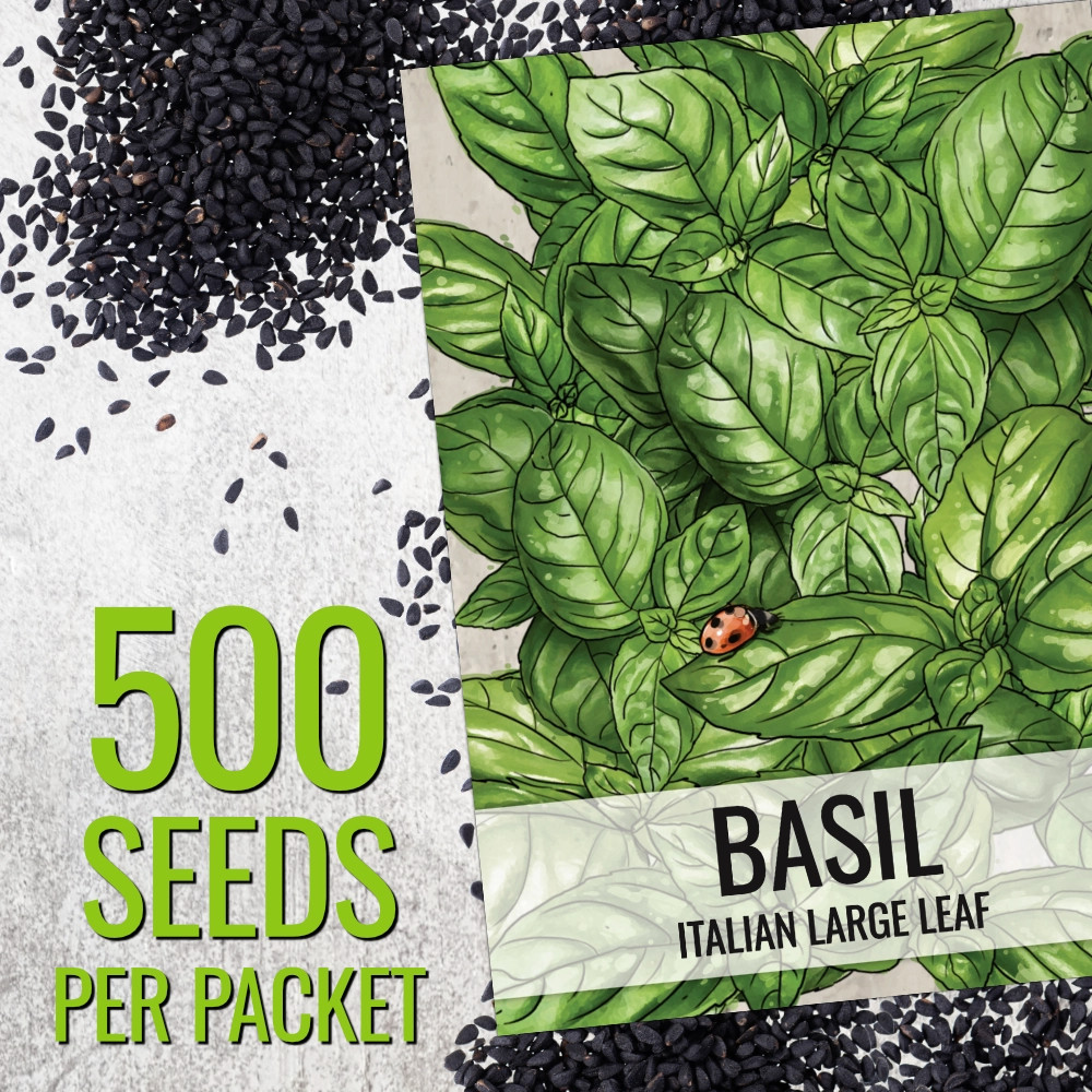Italian Large Leaf Basil Seeds For Planting (Ocimum basilicum)