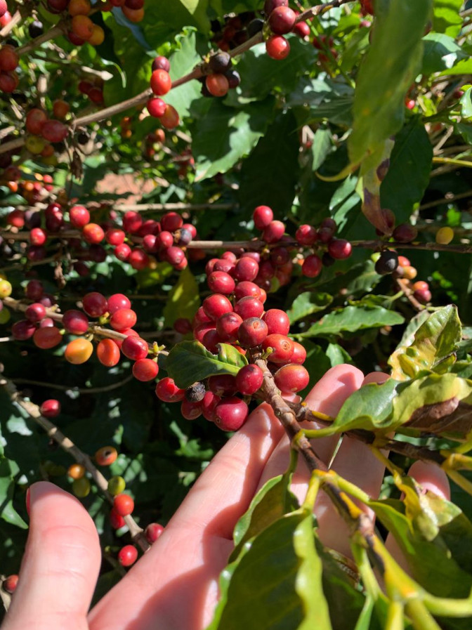 2 Live Arabica Coffee Plants – 4–6” Tall – No Pot – Tropical Edible Coffee Plant