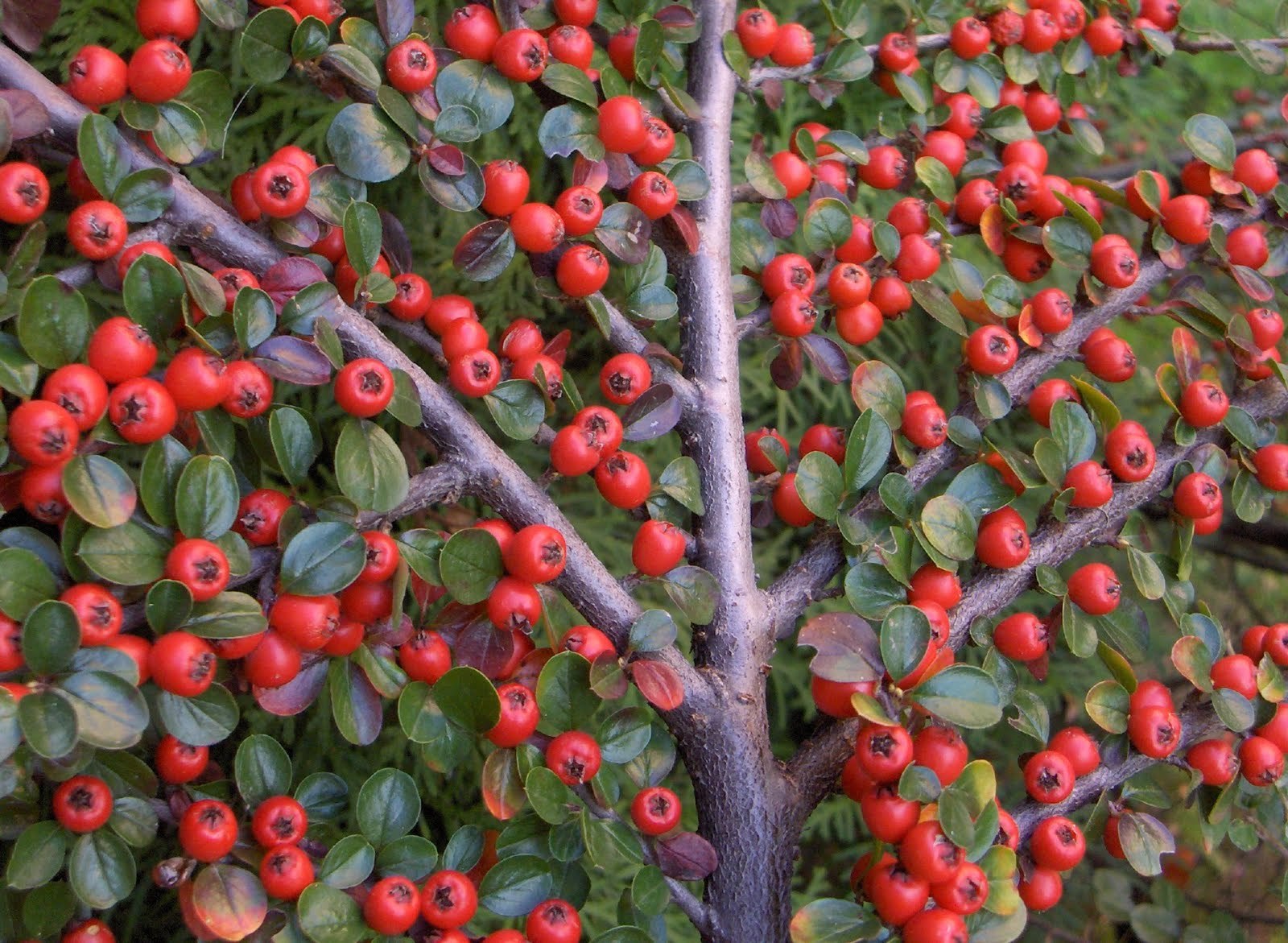 Rockspray Cotoneaster, Cotoneaster horizontalis, Seeds (Hardy Showy)
