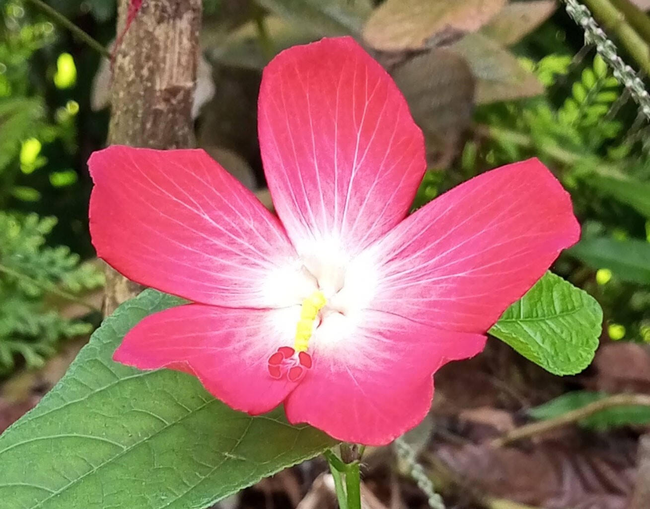Abelmoschus moschatus subsp. tuberosus | Creeping Pink Swamp Hibiscus | 20_Seeds
