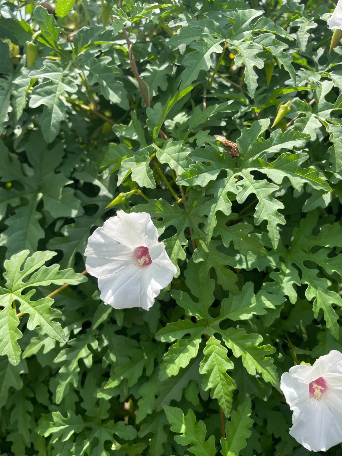 50 Alamo Vine Seeds, sourced from “the Alamo” in San Antonio, Texas