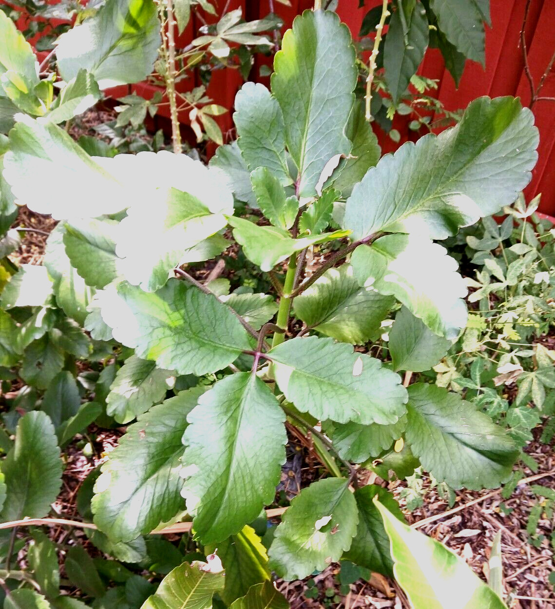 Organic Miracle leaf, Kalanchoe Pinnata Plant, Bryophyllum Pinnatum 10 leaves