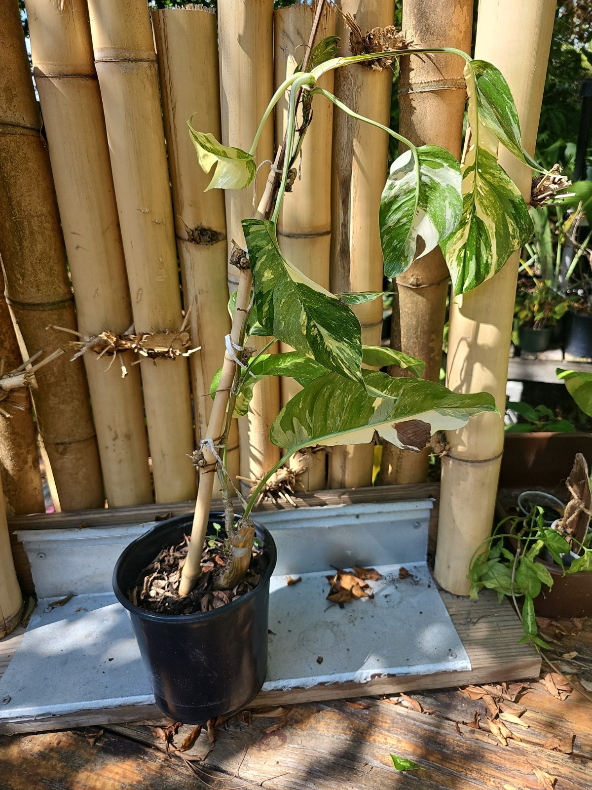 XXL MATURE Epipremnum Pinnatum Albo Variegated Fully Rooted Live Plant