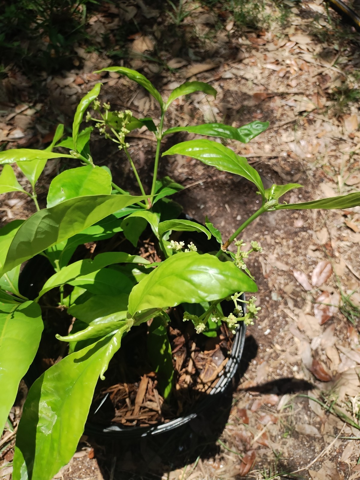 2 Plant Combo South American Psychotria V. And B. Caapi Plant In Same Pot # 1