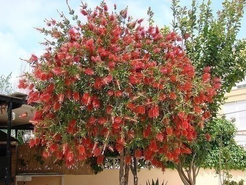 Bottlebrush Red Cluster | 1 Gallon | Callistemon citrinus | Low Maintenance