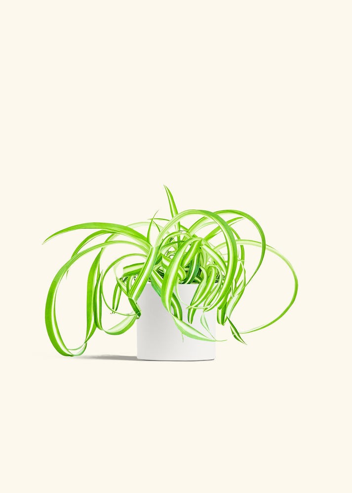 Chlorophytum Spider Variegated Live House Plants