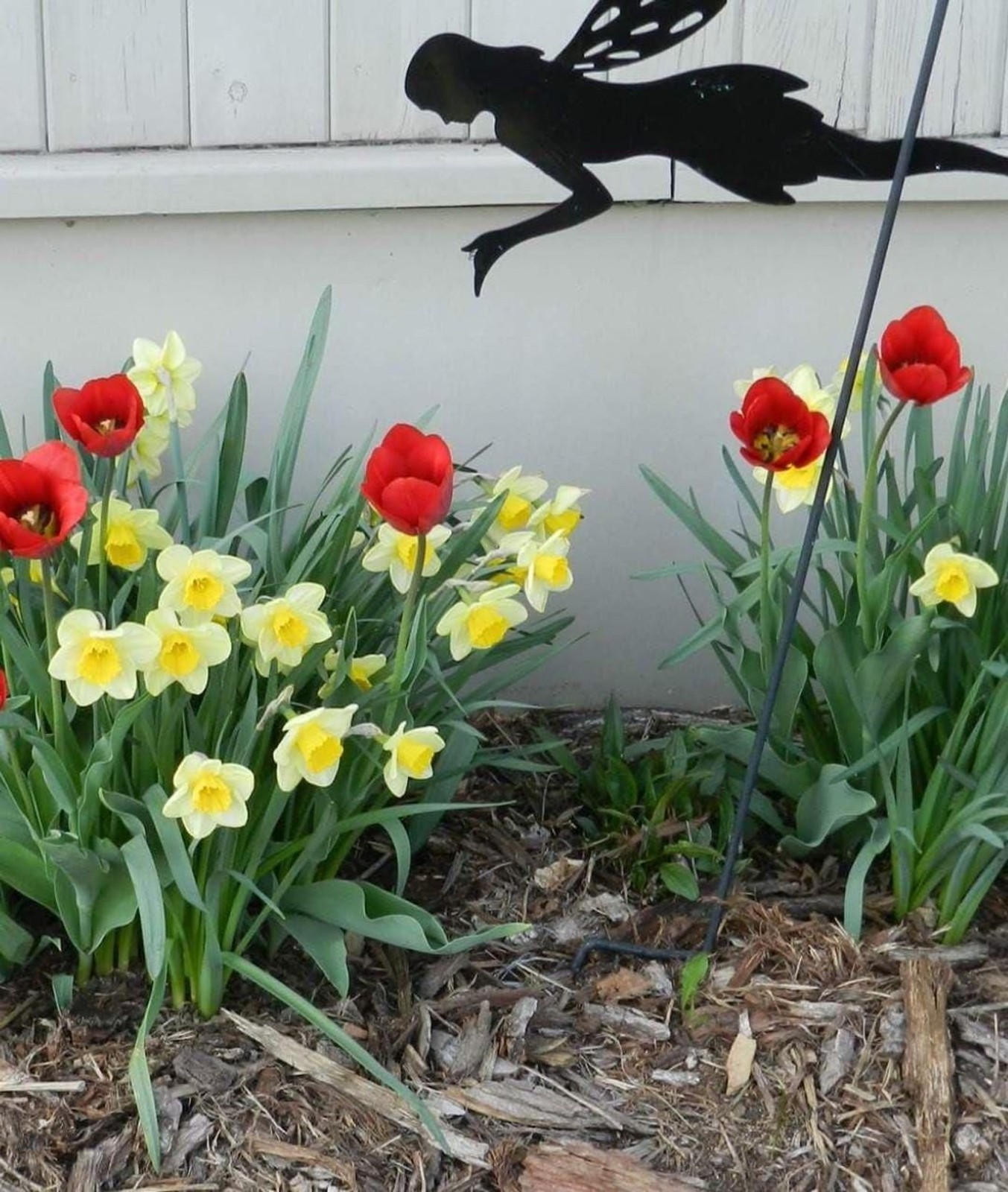 Pale Yellow Daffodil 5 bulbs Perennial Bare Root Live Plant