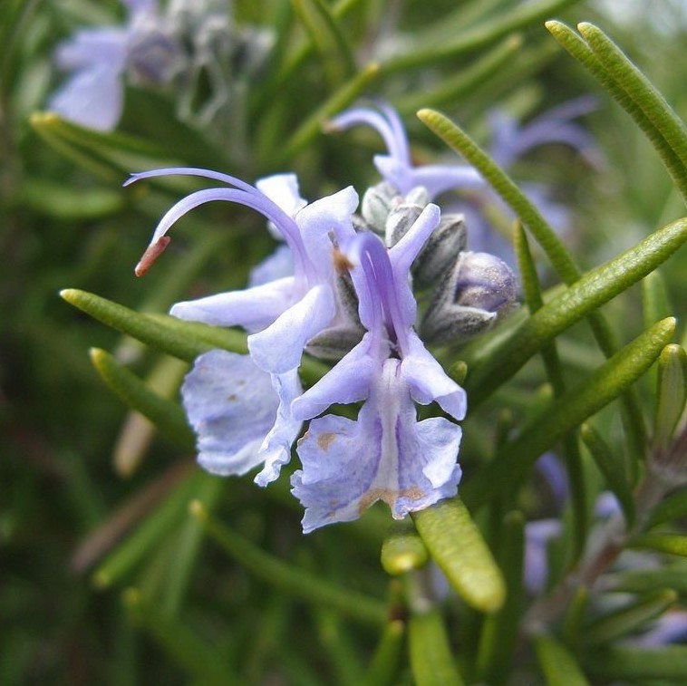 Set 3 Tuscan Blue Rosemary Plants 4-7″ Tall Rosemary Plants Fragrant Herb