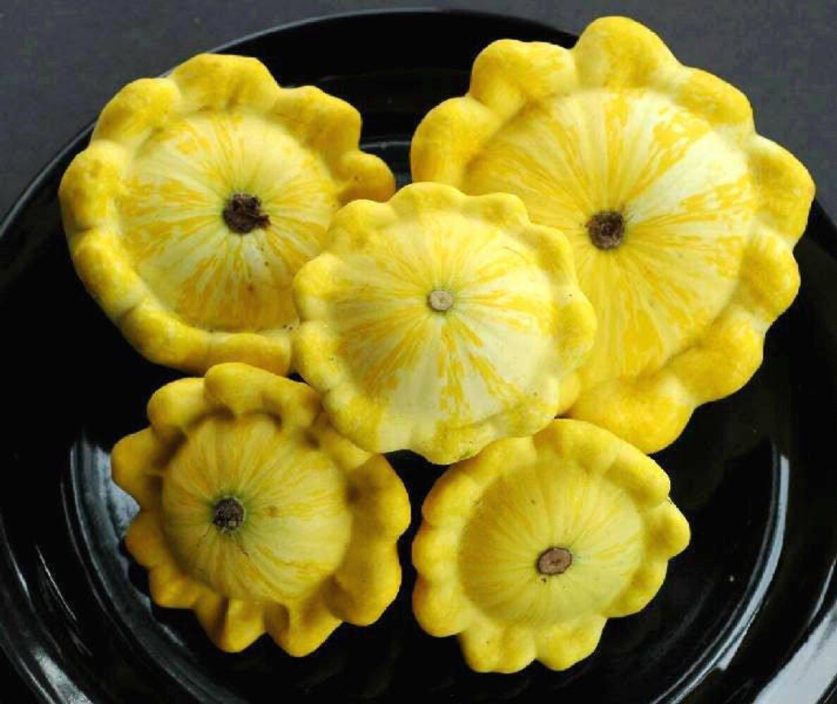 10 Golden YELLOW Bush SCALLOP SQUASH Patty Pan Cucurbita Pepo Vegetable Seeds
