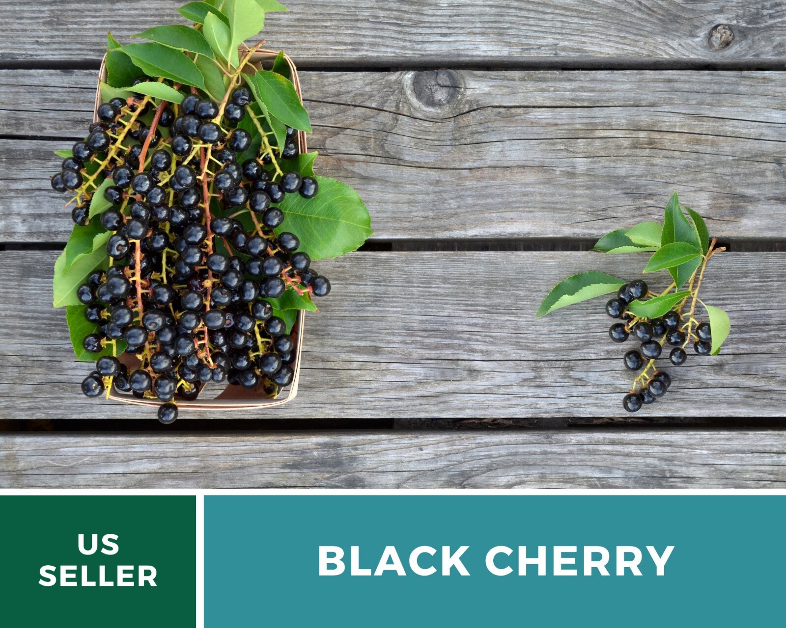 Cherry, Black – Cherry Tree – 15 Seeds – Culinary & Medicinal (Prunus serotina)