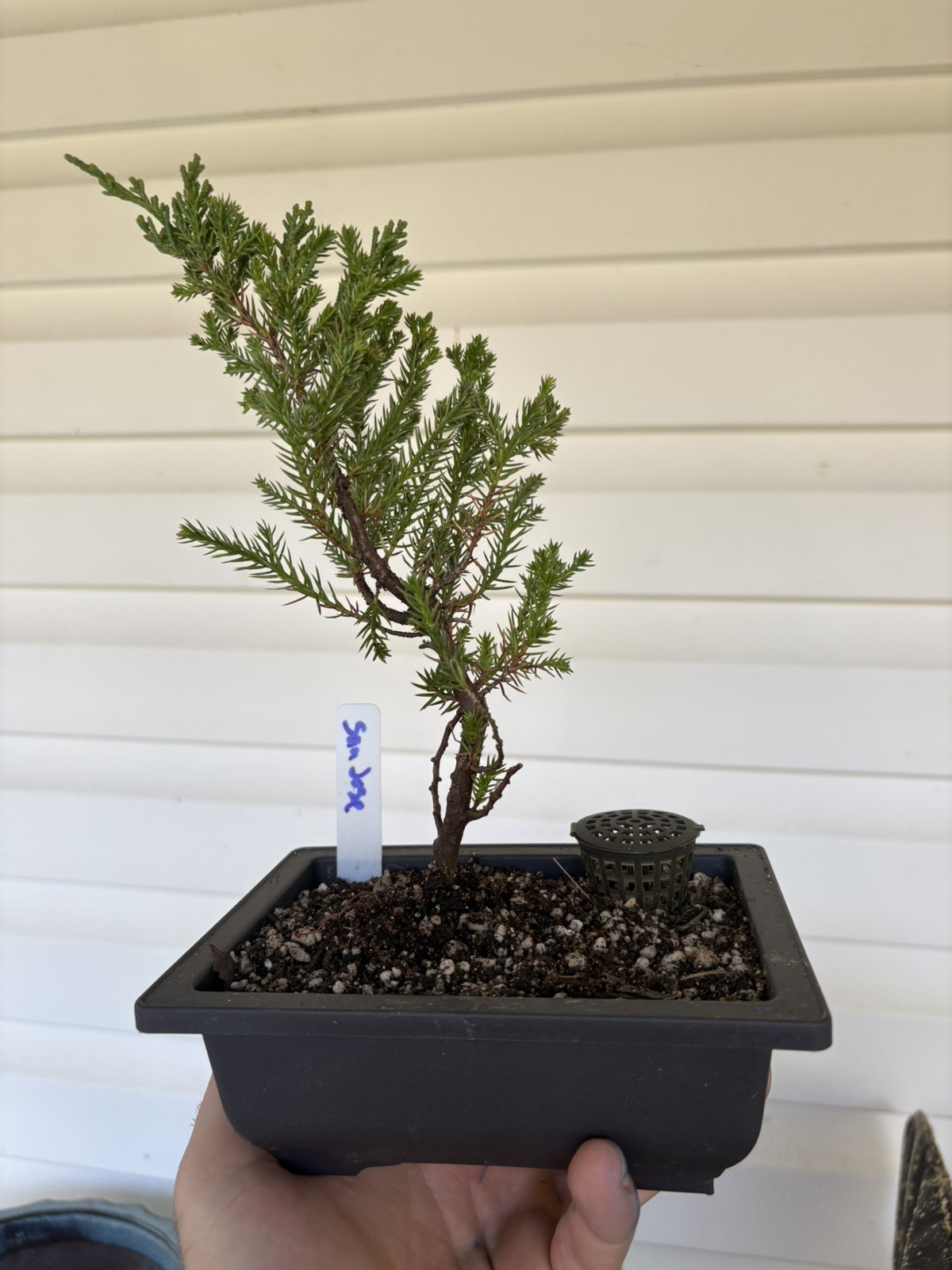 Bonsai Tree San Jose Juniper In 6.5” Training Pot #001 “Excellent Gift”