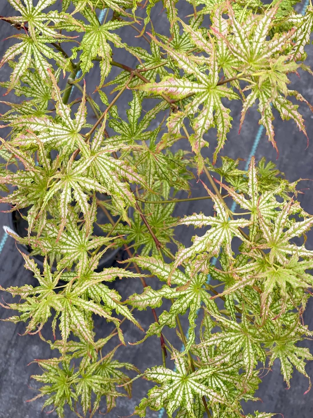 Acer palmatum ‘White Peaches’ (White Peaches Japanese Maple)