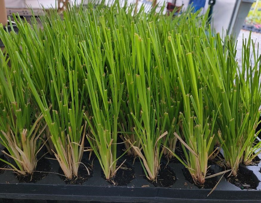 ( 1 ) – Pink Pampas Grass – Starter Plants ( ME ) ( 1 plant )