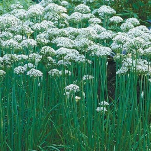 SCARBOROUGH SEEDS Garlic Chives 300 Seeds Non GMO Perennial