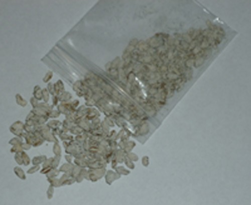 PINK OYSTER mushroom spores spawn/mycelium (on dry seeds)
