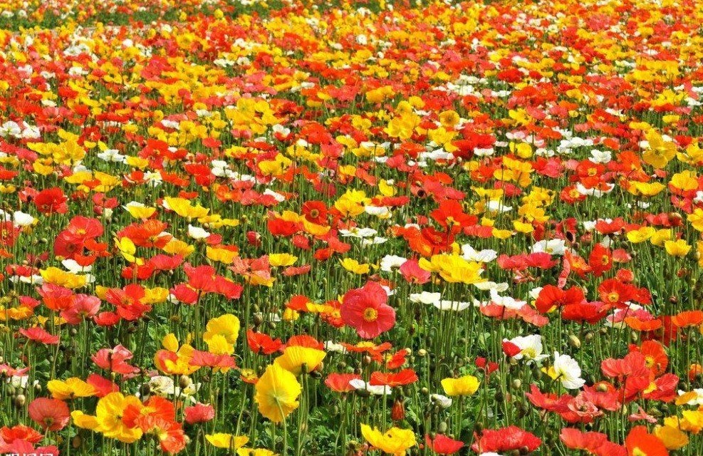 2000+CORN Field POPPY MIX Flower Seeds Wildflower Garden Container Fast Easy