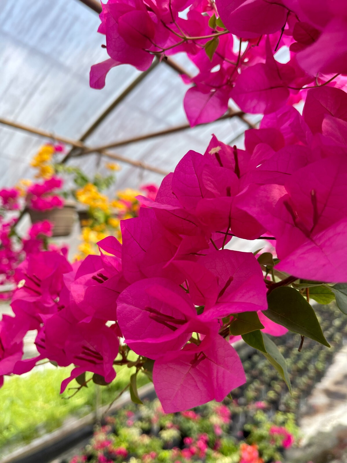 30″ HIGH Live Plant Bougainvillea Vine Assorted Colors 12″ Pot w/ Trellis NO CA