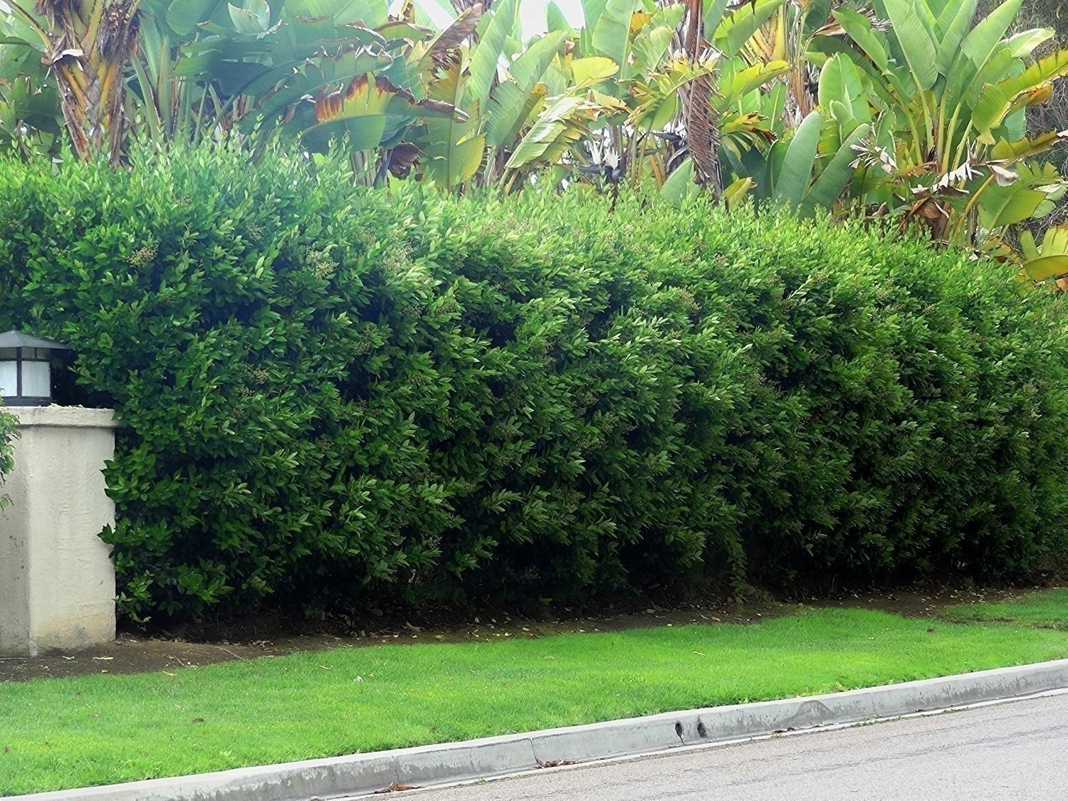 Ligustrum Waxleaf Privet | 2 Inch | Ligustrum japonicum | Low Maintenance Shrub