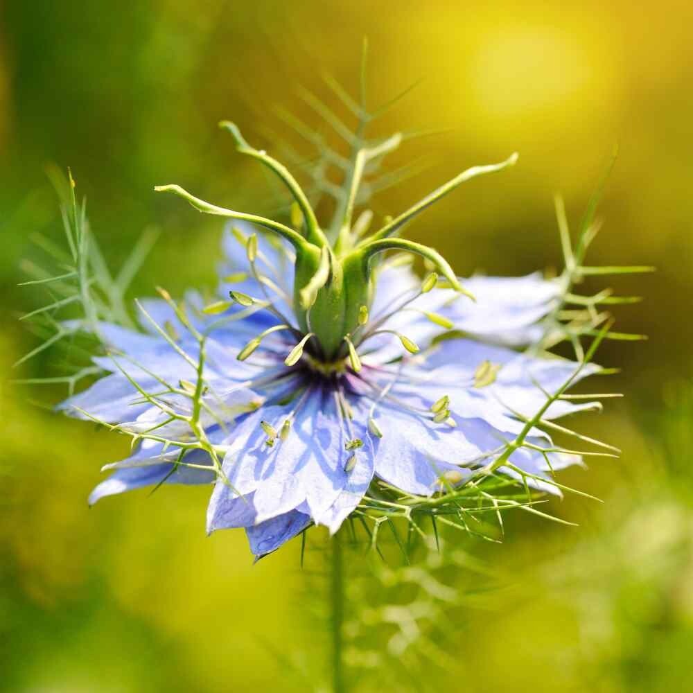 Black Cumin, (Nigella Sativa) SEEDS