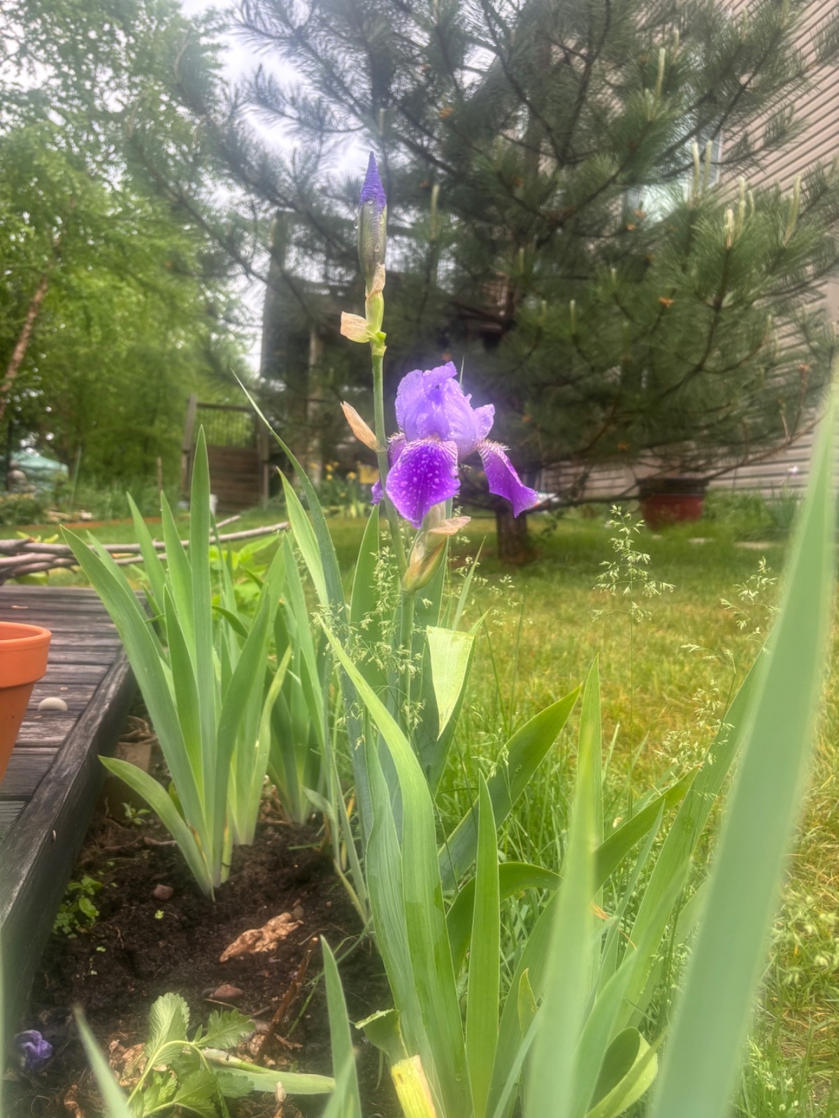 6 – Two – Tone Purple BEARDED IRIS Bulbs/Rhizomes FRESH – Perennial