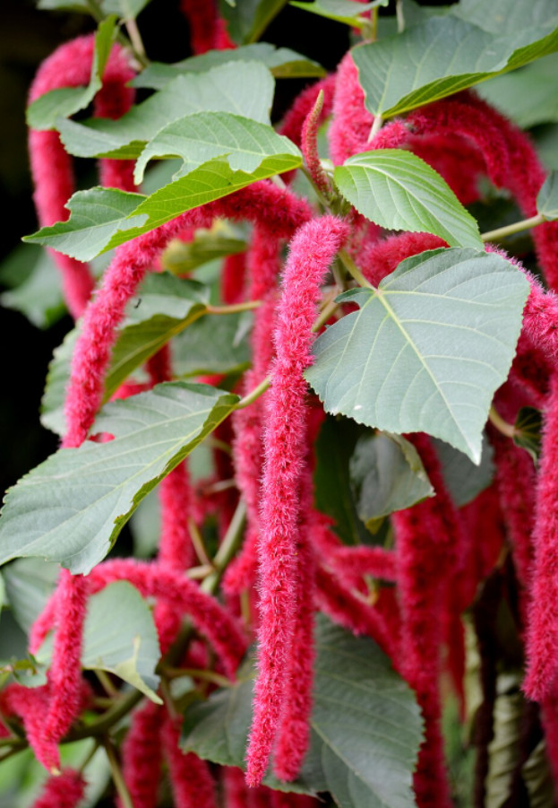 Set 2 Chenille Firetail Plant – 3-6″ Tall – Tropical Ornamental Plant for Hangin