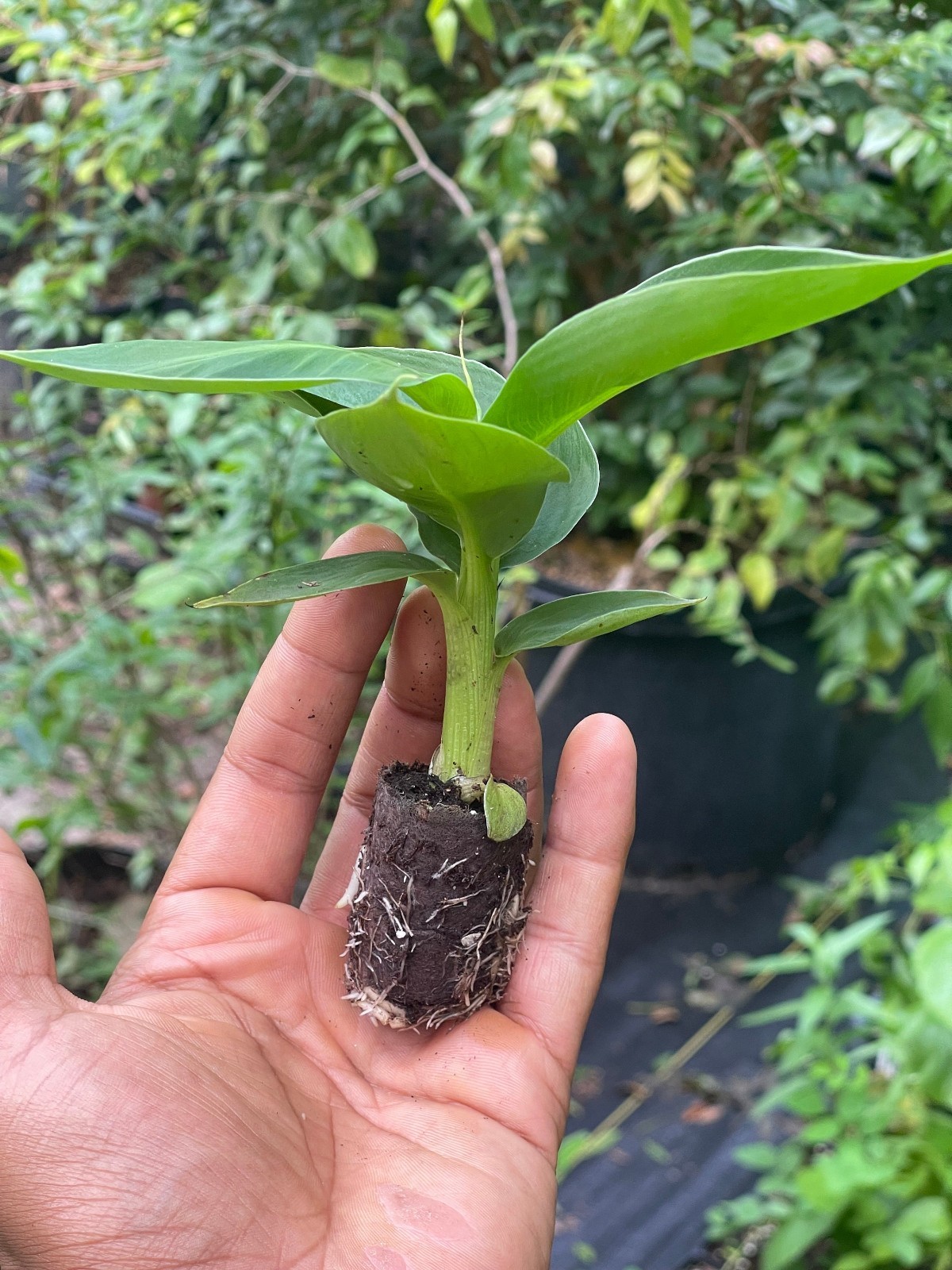 Musa Truly Tiny Smallest Edible Banana Live Tropical Plant 2 Pack
