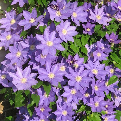 1 H.F Young Clematis Vine Live Starter Plant RootsOnly Huge Wedgewood Blue Bloom