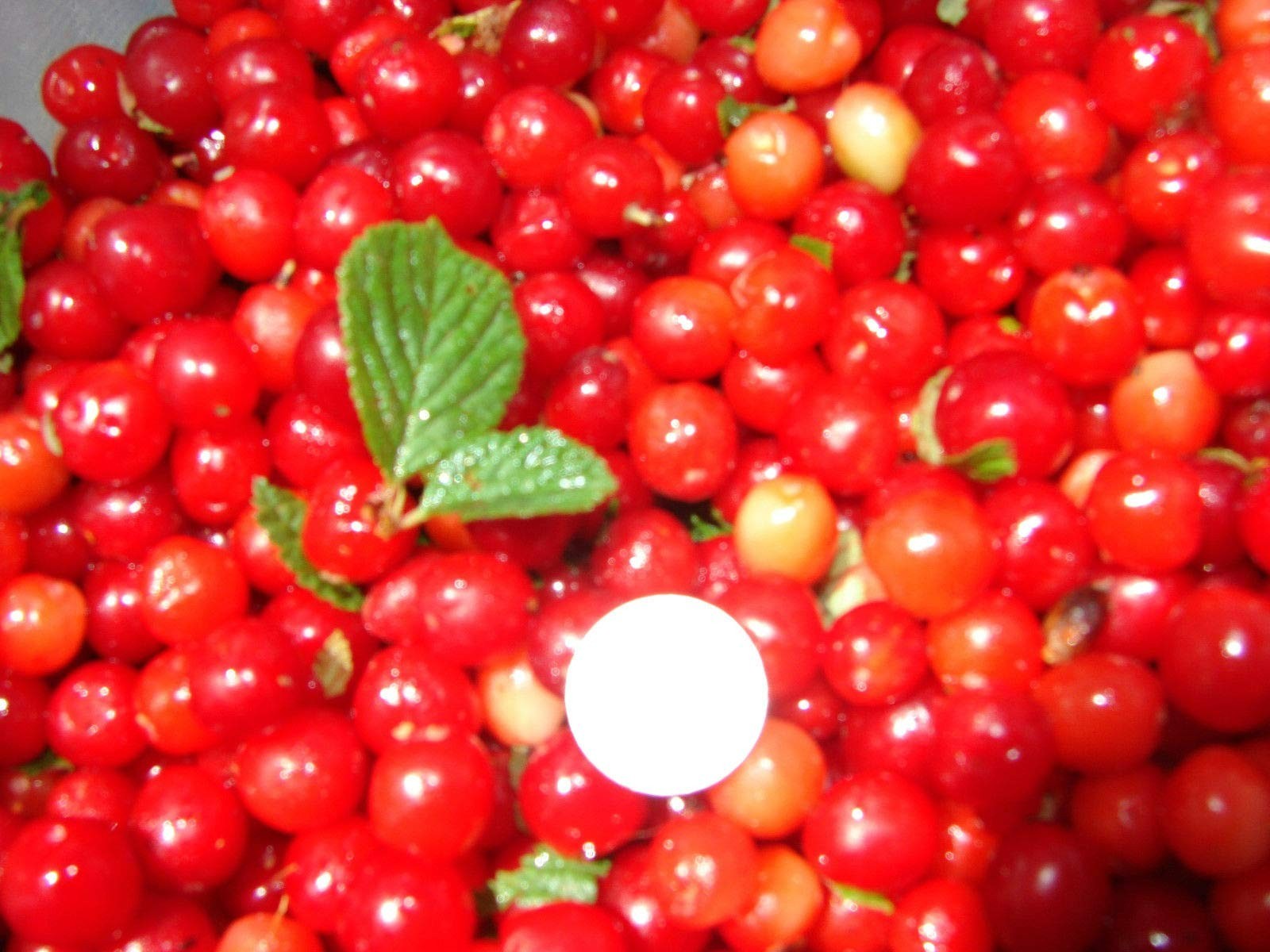 1 Nanking Cheropugy bush cherry, rooted plant. Zones 4-8