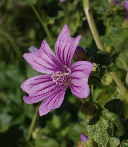 Malva sylvestris ‘Zebrina’ | French Mallow | Malva | 20 Seeds