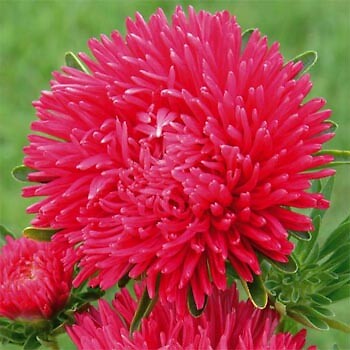 Aster Duchesse Peony Red 1,000 seeds