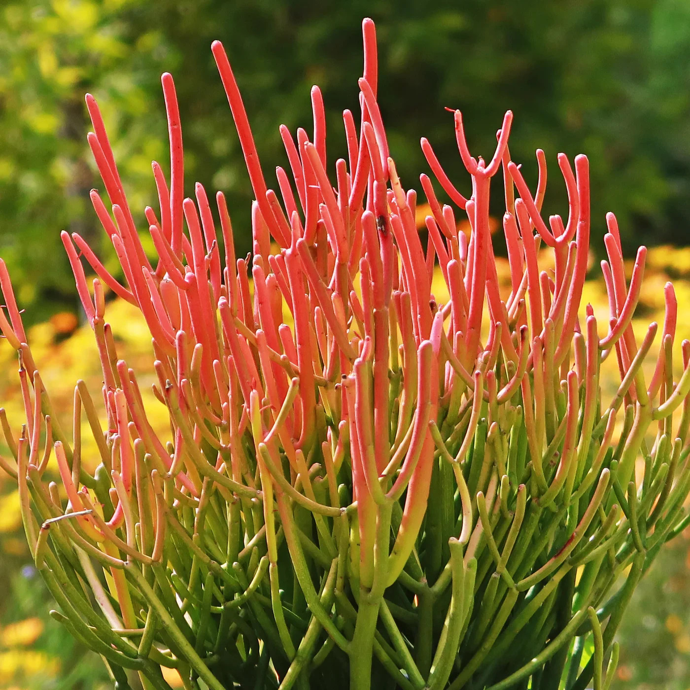 2 LARGE 20″ Cuttings Firestick Pencil Thornless Euphorbia Tirucalli Succulent
