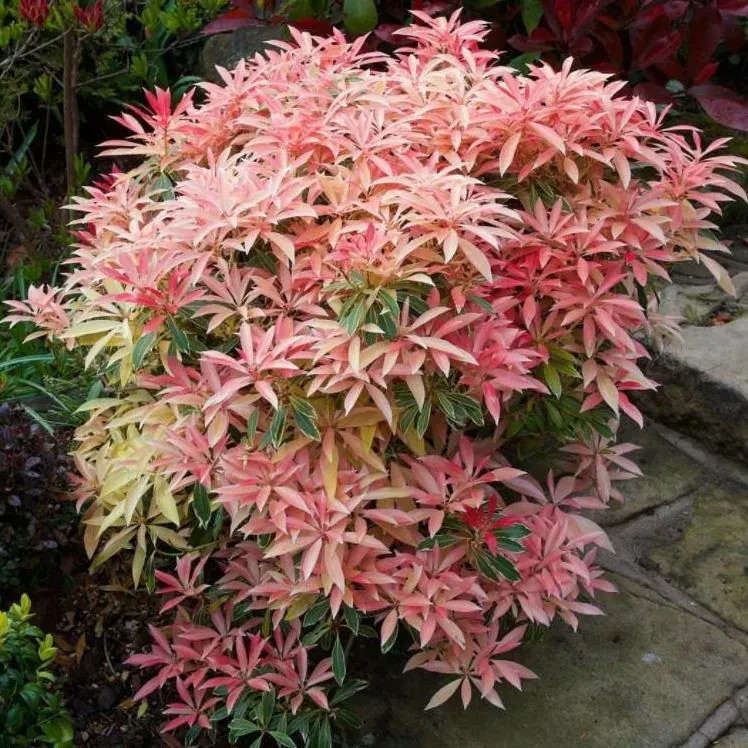Flaming Silver Pieris- #1 Container- Variegated Foliage with Flowers