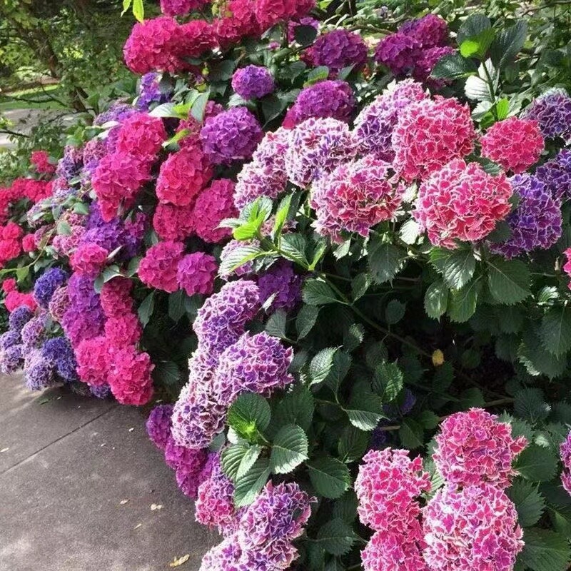 25pc HYDRANGEA SEEDS Garden Plant Flower rare exotic USA seller FREE shipping