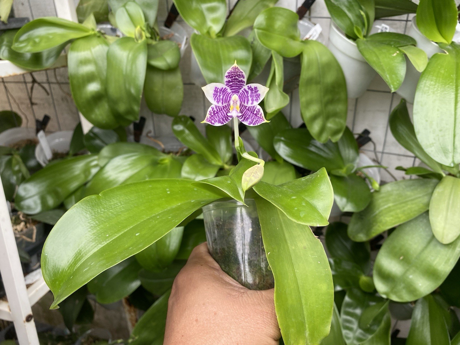Original Phal Phalaenopsis LL Blue Leopard x Lioulin Blue Peacock-FRAGRANT