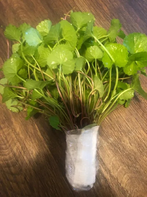 15 Pennywort Edible Rau Ma, Gotu Kola Centella Asiatica live plants