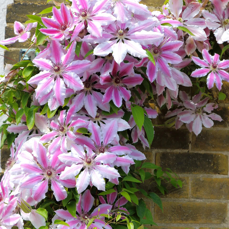 Perennial Clematis ‘Nelly Moser’ Vine Seeds 10 seeds