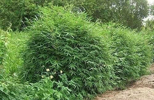 Bamboo Fernleaf | 1 Gallon | Bambusa multiplex | Low Maintenance | Hardy Plant